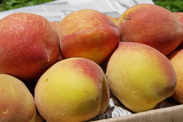 Расспросил торговца персиками, как за секунду найти самые спелые