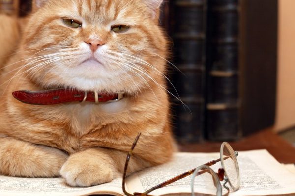 Closeup of ginger cat lying on old book near spectacles on books background