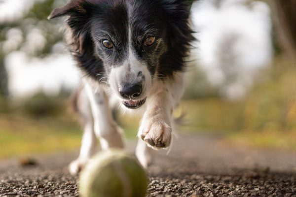 Собак такой породы называют самыми вредными, но мой пес ведет себя примерно, целую его прямо в нос