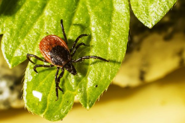 Лучший способ защититься от клеща, запомнить и выполнять в обязательном порядке