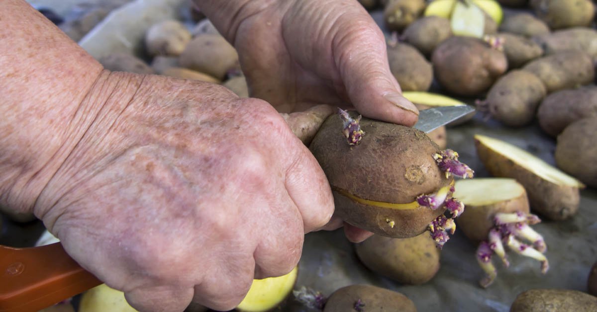 Какое средство от колорадского жука наиболее эффективно
