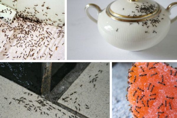 3 способа, как избавиться от муравьев в доме. Ты даже не подозревала, что это так легко!