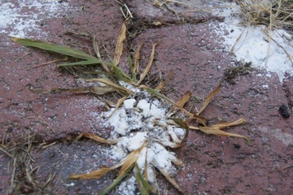 Почему время перестать вырывать сорняки руками