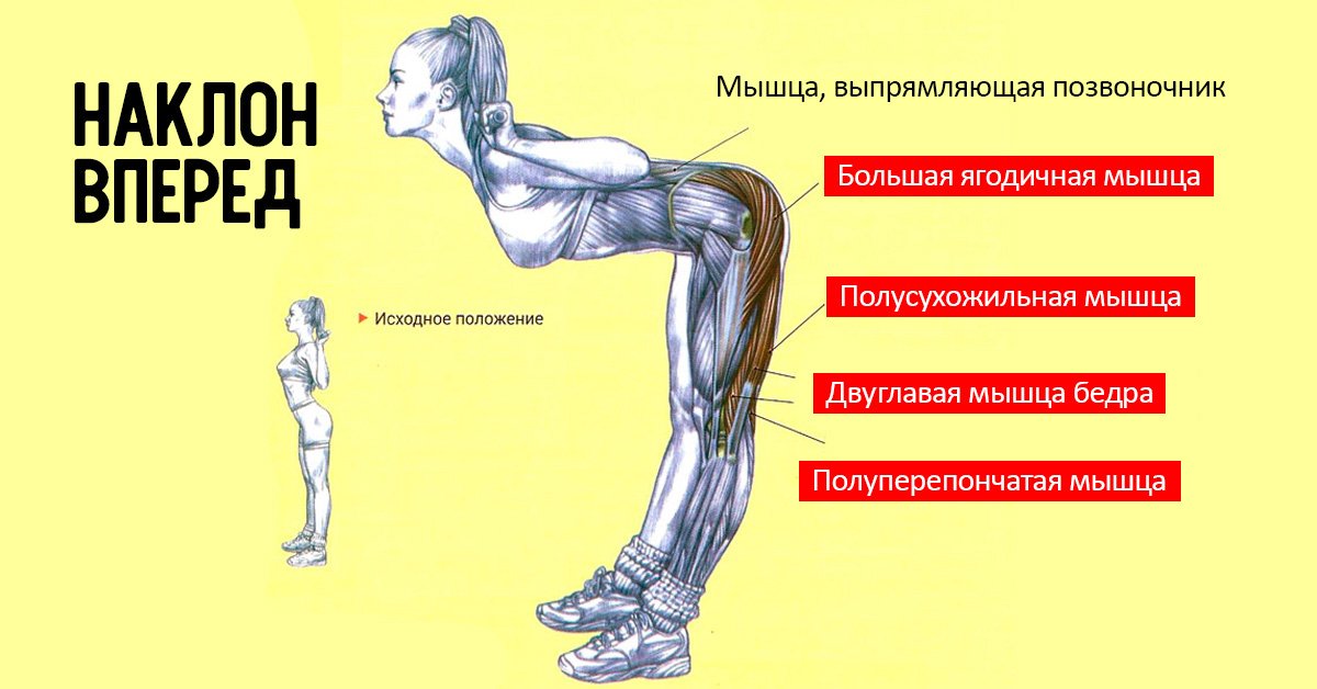 Наклон это. Наклоны вперед какие мышцы работают. Наклон туловища вперед мышцы. Мышцы участвующие в наклоне туловища вперёд. Мышцы при наклоне вперед.