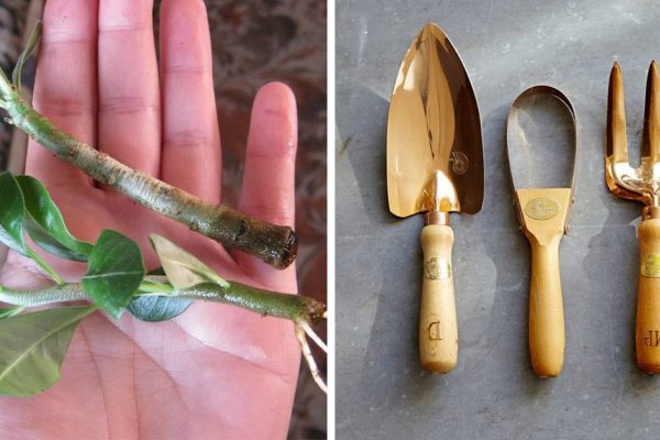 Натуральные средства для стимуляции роста корней растений. На радость всем садоводам!