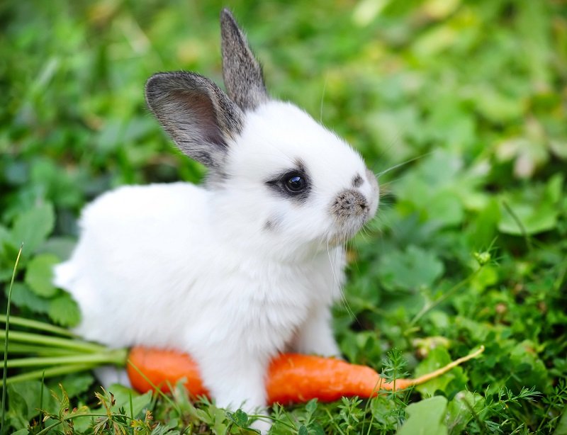 кролик и морковка