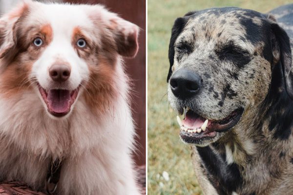 Подборка лучших сторожевых собак для охраны дома