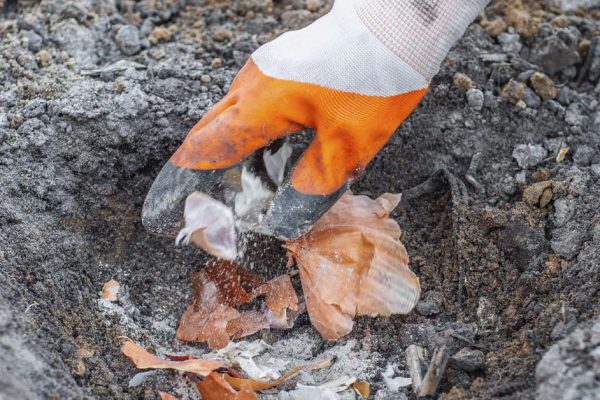 При посадке лука шаманю, чтобы не было стрелок, прием еще ни разу не подводил