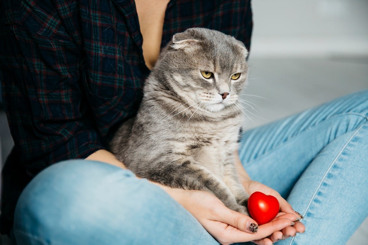 Эксперты выяснили, что кошки испытывают большой стресс, когда хозяин безвылазно сидит дома, и рассказали, как с этим справиться
