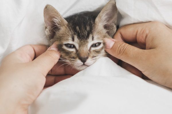 Эксперты выяснили, что кошки испытывают большой стресс, когда хозяин безвылазно сидит дома, и рассказали, как с этим справиться