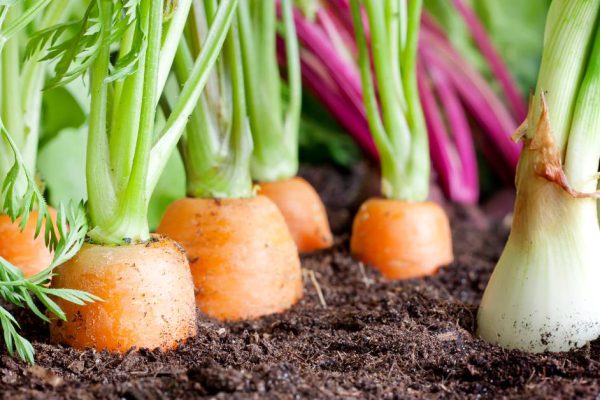 Порядок удобрения растений сухими дрожжами