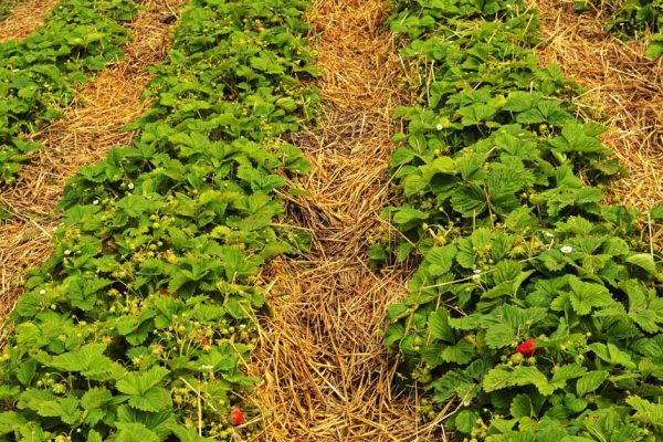 Все хотят на чужом горбу в рай въехать, зову родственников стелить солому на участке