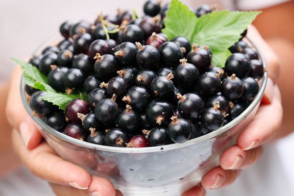 Забытый рецепт сухого варенья по-киевски из смородины