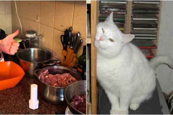 Сухой корм для животных своими руками — экономно, вкусно и безопасно. Мурзик скажет тебе спасибо!