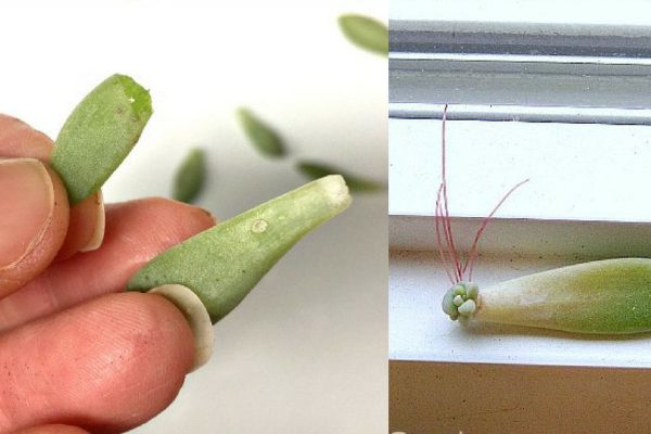 Как засадить весь дом суккулентами