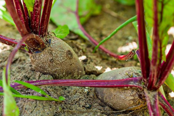 Что посадить рядом со свеклой