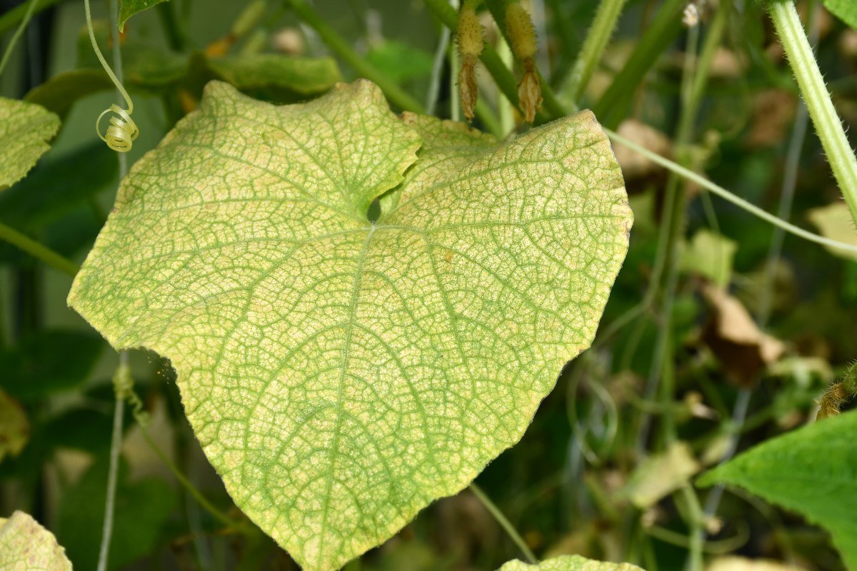 Недостаток калия у огурцов фото листьев