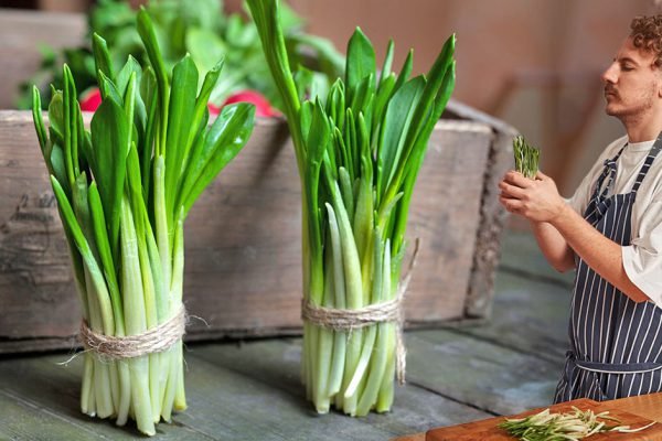 Недавно узнал, что черемша занесена в Красную книгу, теперь не знаю, можно ли ее есть