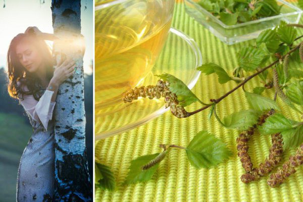 Чем полезны березовые листья