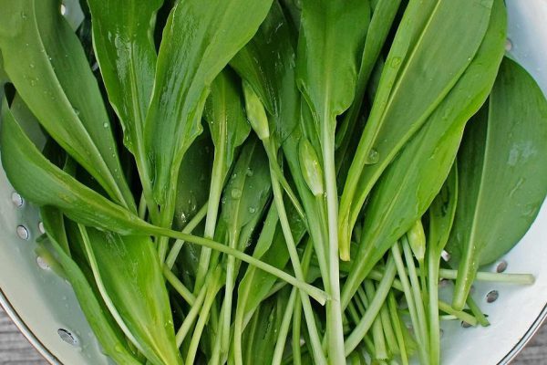 Кому не стоит налегать на первую весеннюю черемшу