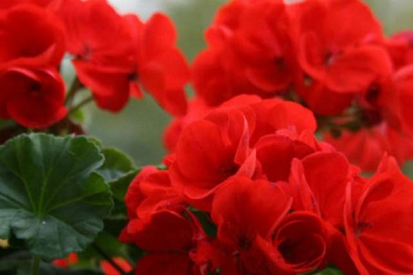 Этот чудесный цветок необходим каждой семье и каждому дому! И вот причина.