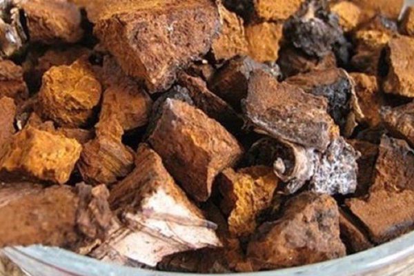 Полезные свойства гриба чага