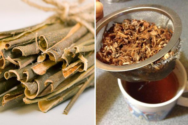 Чем полезна кора осины