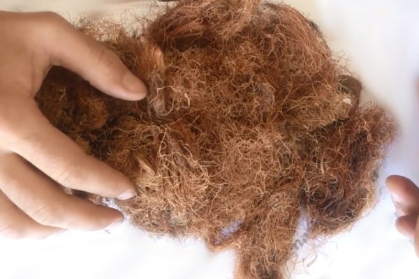 Всего 1 чайная ложка кукурузных рылец в день помогла похудеть, теперь кукурузный шелк — мой лучший друг.