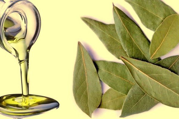 Чудо-средство от ста болезней: невероятные свойства лаврового масла.