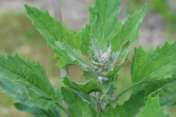 Growing quinoa plant with green leaves and developing head of grain
