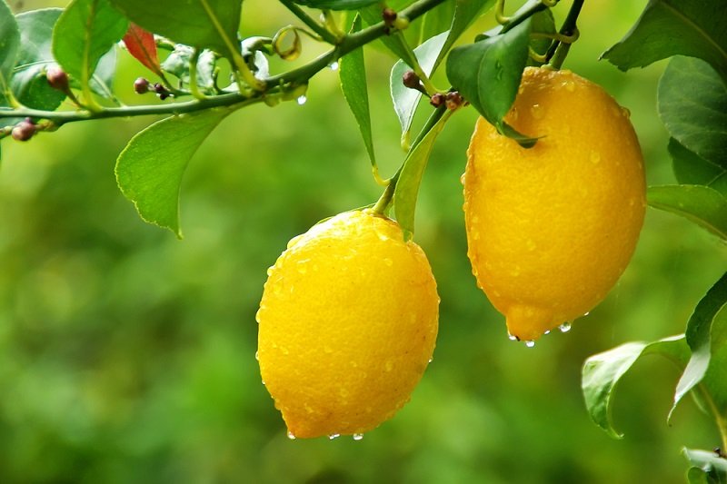 свойства лимонов