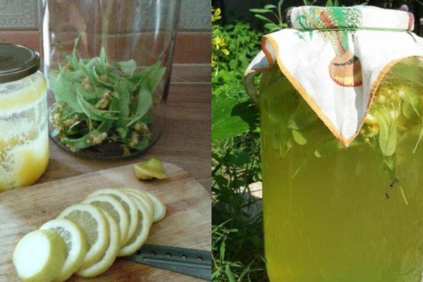 Почему необходимо собирать липовый цвет