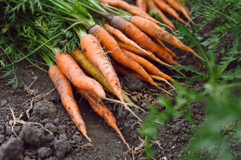 полезные свойства морковной ботвы