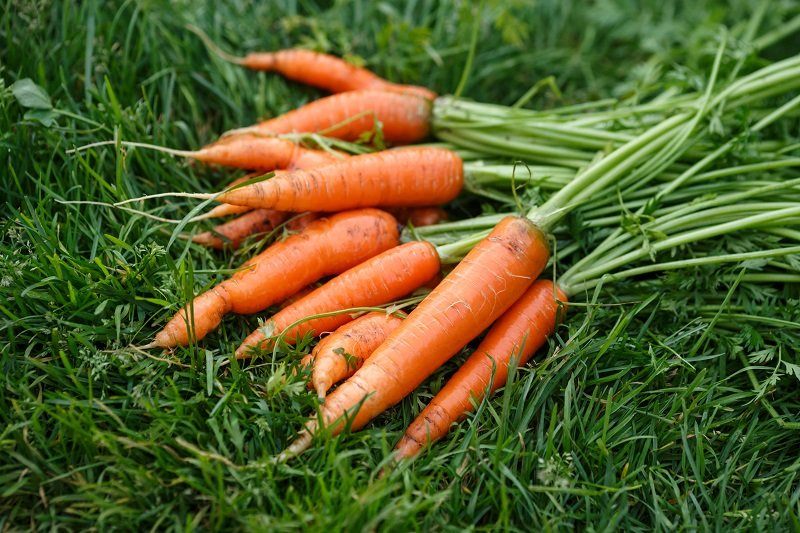 целебные свойства морковной ботвы