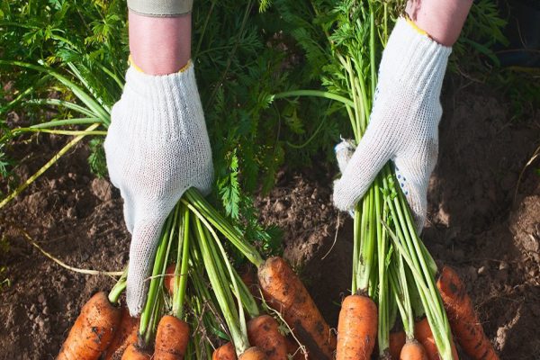 Harvesting carrots. Female hand with bunches of carrots with tops.
