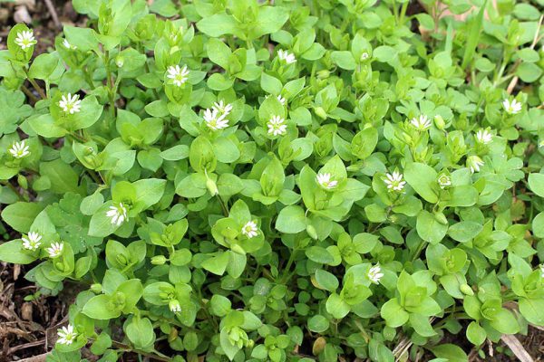 Считала траву надоедливым сорняком, а оказалось, что ее полезным свойствам нет цены