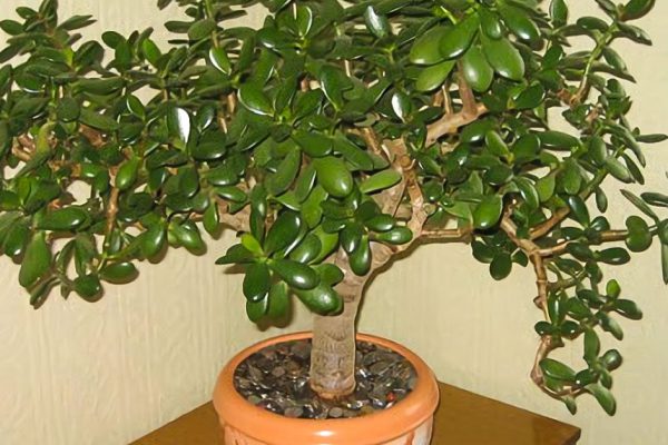 О чём не знают беспечные хозяева «Денежного дерева»