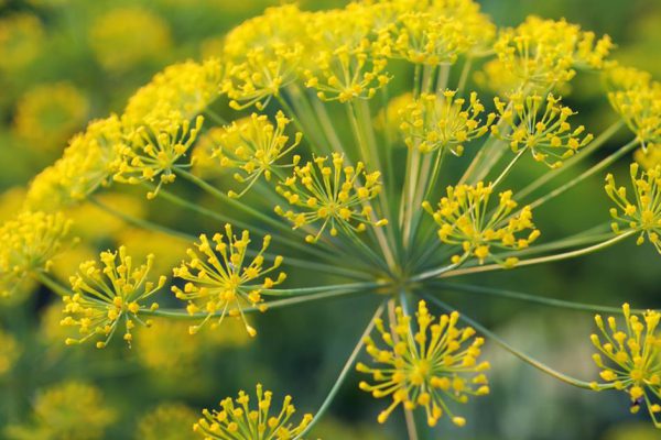 Полезные свойства укропа для здоровья