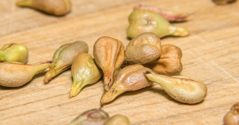 лечебные свойства косточек винограда