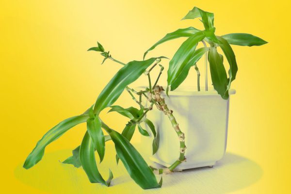 Чем полезен золотой ус