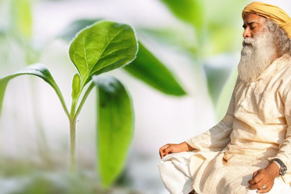 Мечтаю переехать в деревню и трудиться в огороде, тоскую без контакта с землей