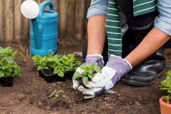 Low section of male gardener planting saplings at greenhouse