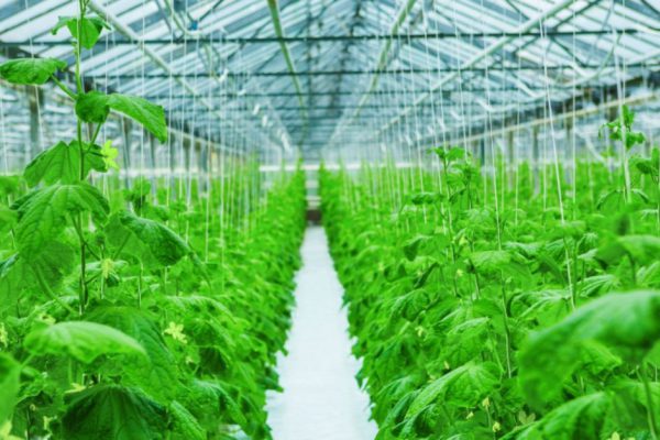 growing of cucumber in greenhouse