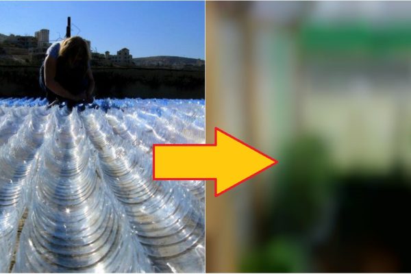 Всю зиму он собирал бутылки и свозил на дачу… Соседи смеялись, но весной участок было не узнать!