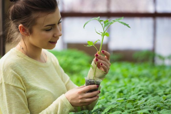 Young brunette farmer girl taking care of green seedling plants in greenhouse with a happy smile. She is satisfied of how her vegetable sprouts grow under the sun in this hothouse.