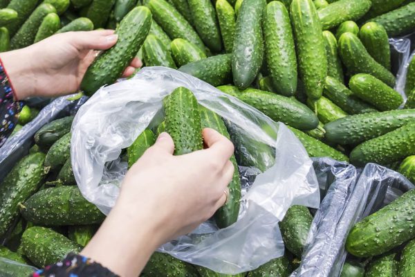 Почему тепличные огурчики горчат и не радуют своим вкусом: досадные ошибки дачников