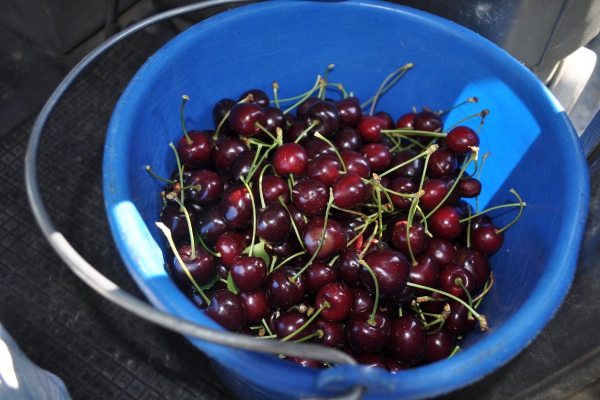 пирог с вишней и творогом