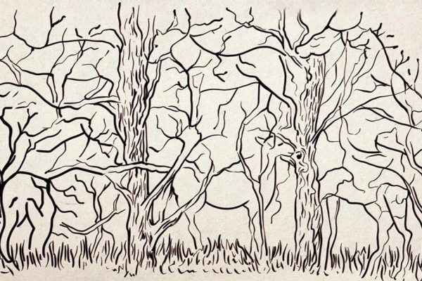 Тест, который расскажет о тебе всё, просто внимательно взгляни на этот лес