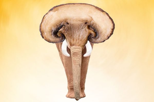 Твое подсознание обладает силой, способной перевернуть мир, узнай, какие тайны оно скрывает