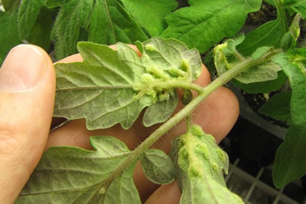 Тля облепила все помидоры, раньше никогда такого не видел, хотя огородничаю уже больше 10 лет, ищу надежный способ избавиться от напасти